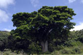 Arbre Baobab géant dans le Parc National Arusha