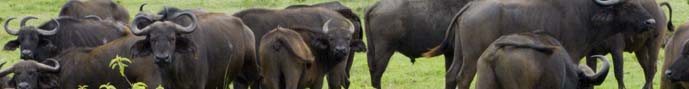The African buffalo grazing in Tanzania