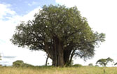 un baobab