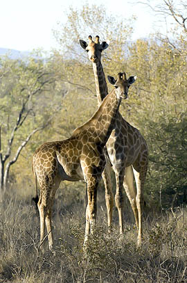 giraffes curieuses