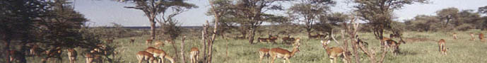 Impalas in the serengeti National Park Tanzania