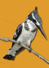 a pied king fisher