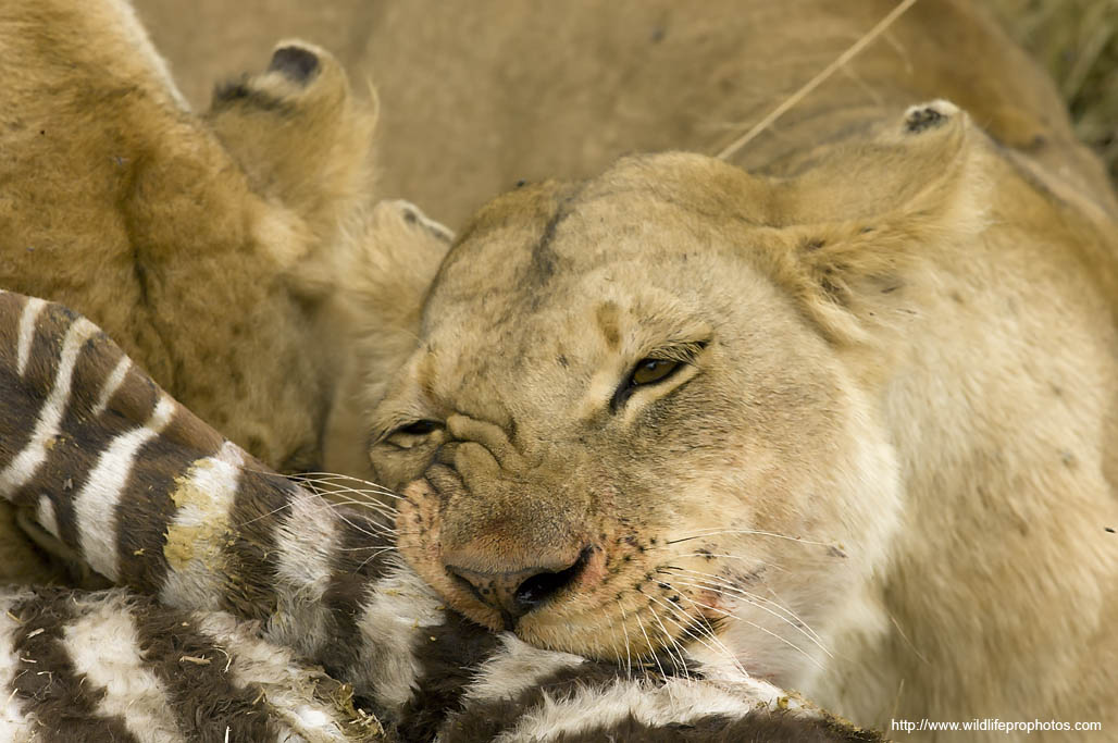 Des Lions mange un zèbre dans le Parc National de Serengeti