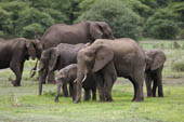 Des éléphants