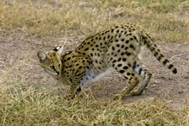 un chat serval