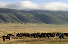 Buffles sauvages dans le cratère de Ngorongoro