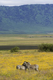 Deux zèbres dans le cratère de Ngorongoro