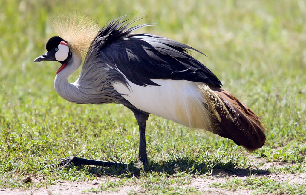 La grue couronne est l'oiseau national de la Tanzanie et peut tre vue dans le cratre de Ngorongoro aussi bien que d'autres endroits.