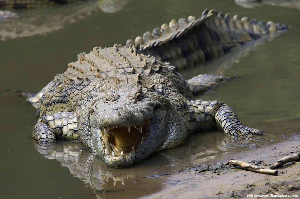 Les plus grands crocodiles du monde sont au fleuve de Grumeti en Parc National de Serengeti