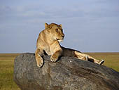 Une lionne dans le Serengeti