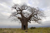 un Baobab