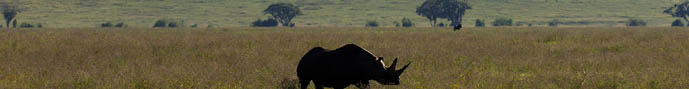 an endangered black rhino in Ngorongoro