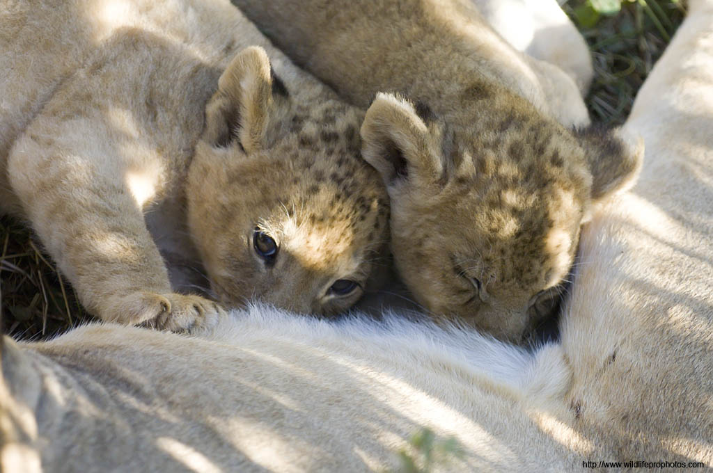 2 petits lions allaitent à leur mère
