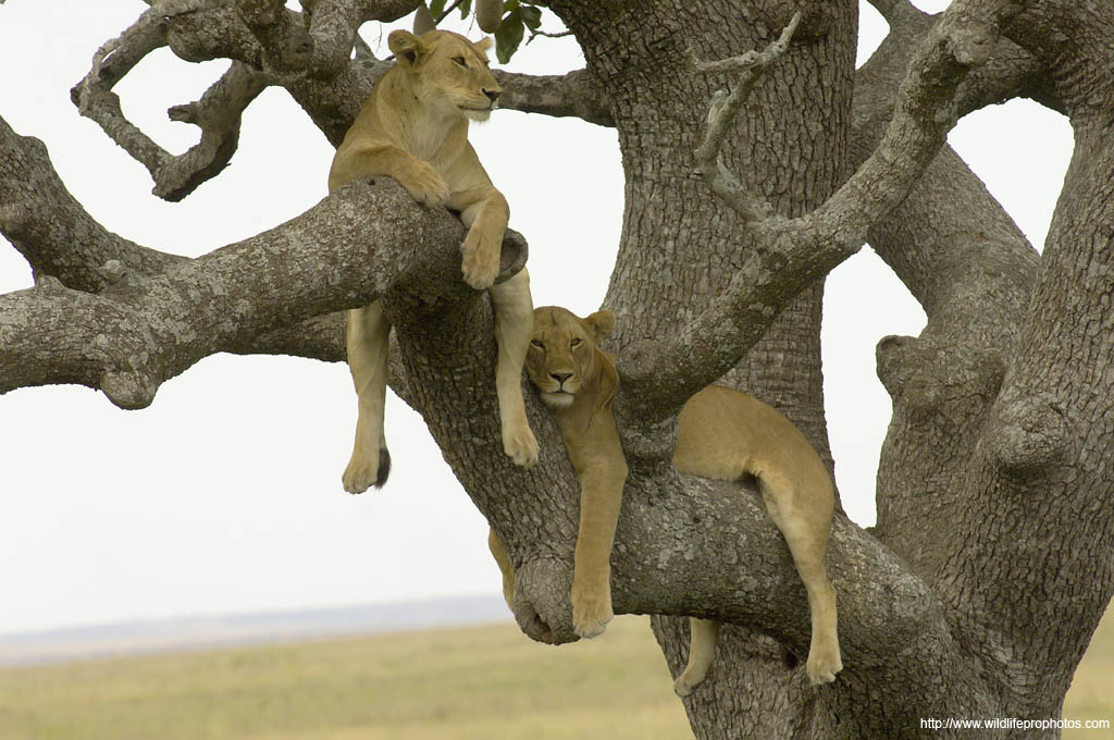2 lionnes se reposent dans un arbre au Parc National de Serengeti