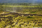 More than 500,000 Wildebeast graze in the serengeti