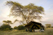 A tent under an Acacia tree