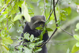 A blue monkey eating fruit off the trees