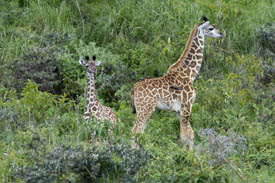 Two giraffes at the Arusha park in Tanzania