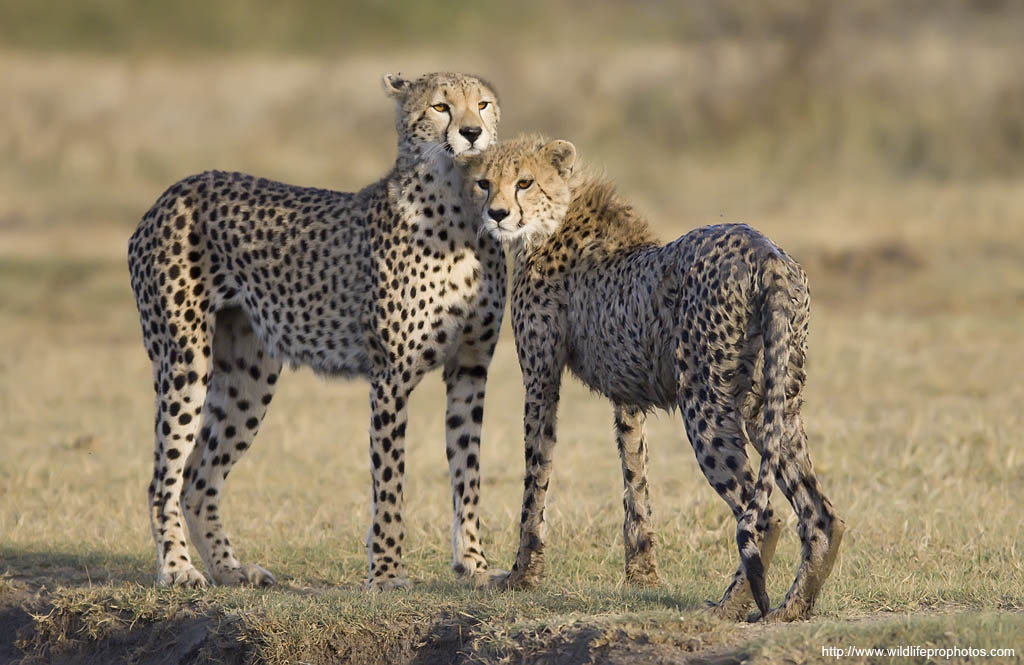cheetah with a cub
