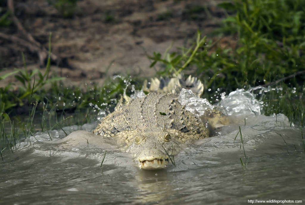 A crocodile jumps in the water