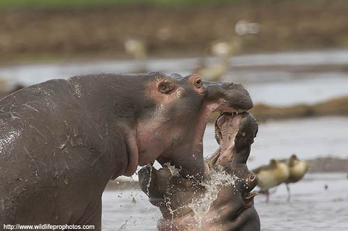 hippos fighting in Katavi