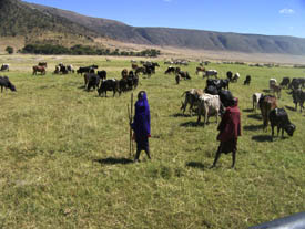 maasai children tends to their cattle