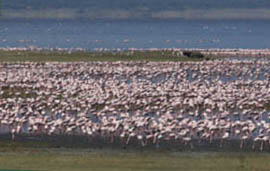 Over one million flamingos at Lake Manyara