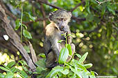  a baby baboon eating