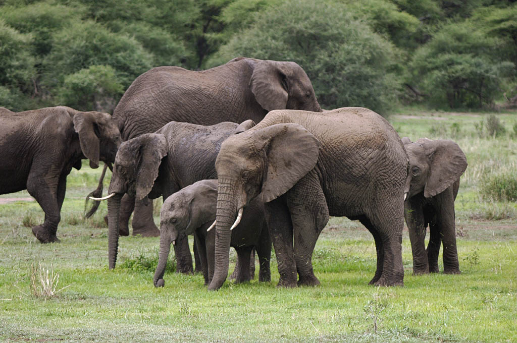 a herd of elephants darker because of the soil at lake manyara