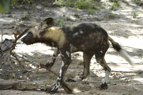 A wild dog can be seen in Mkomazi