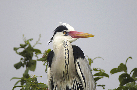 a bird in Rubondo National Park