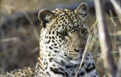A close up leopard