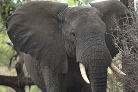 An elephant eating