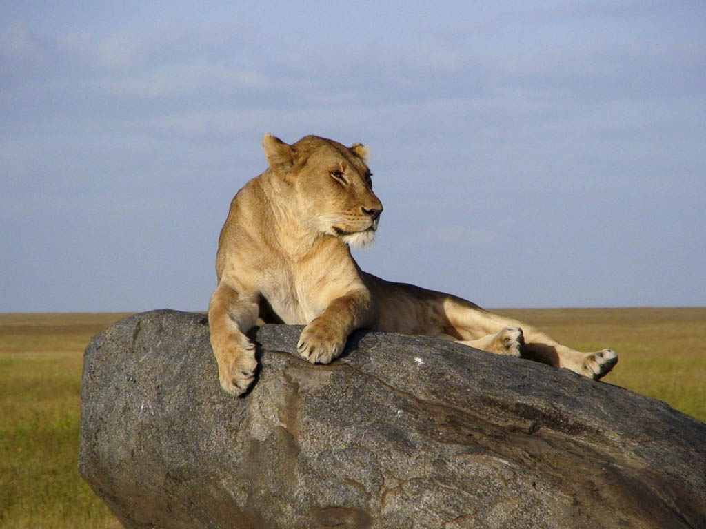 A lioness in the Serengeti National Park
