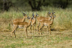 Impalas of Tarangire National Park