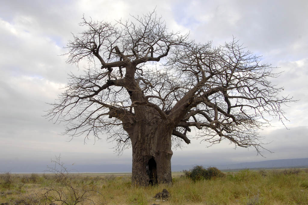 A baobad tree looks like it is upside down