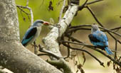 Woodland Kingfishers eat a dragonfly