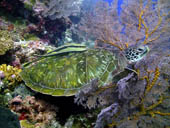 A Green Turtle in Zanzibar